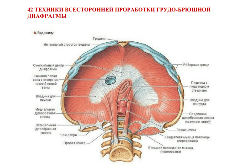 Скачать - Игорь Атрощенко. 42 техники всесторонней проработки грудо-брюшной диафрагмы (2022).png